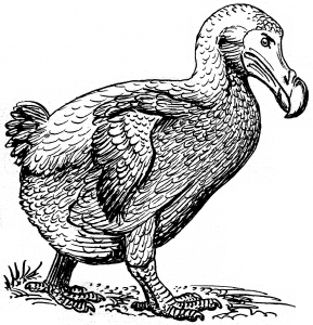 Dodo